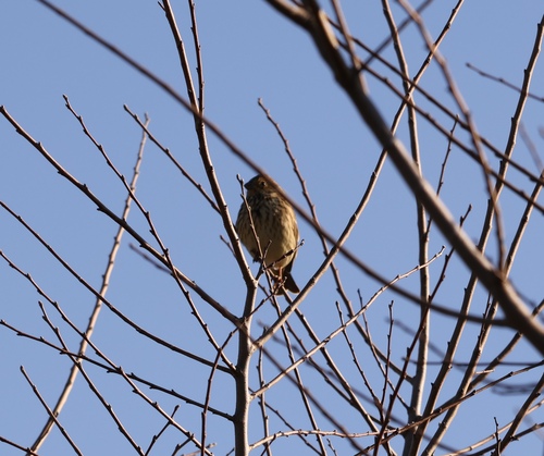 Reed Bunting