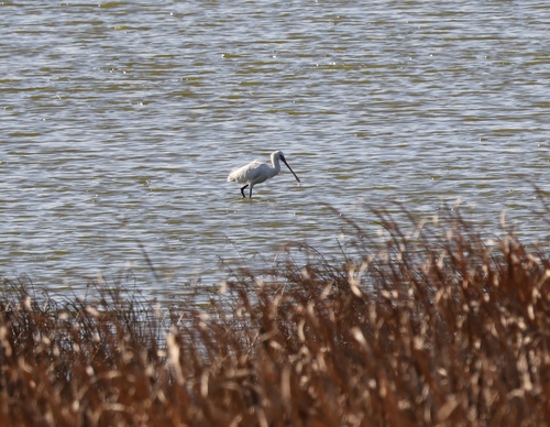 Eurasian Spoonbill