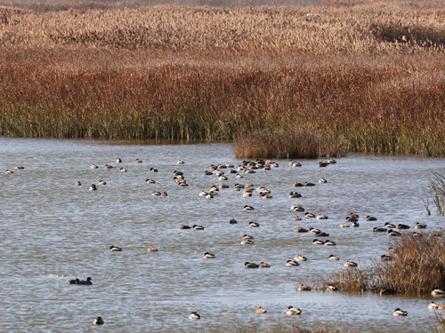 Mallard