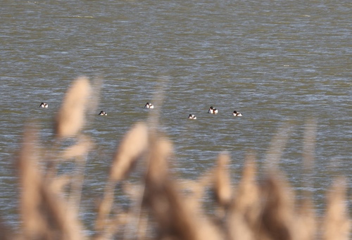 Common Shelduck
