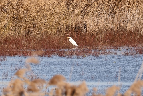 Great Egret