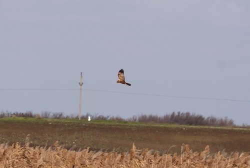 Western Marsh Harrier