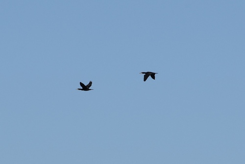 Great Cormorant