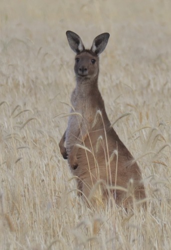 Mainland Western Grey Kangaroo