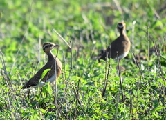 Cursorius temminckii