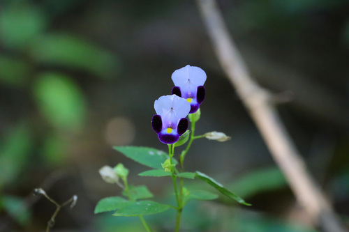 wishbone flower