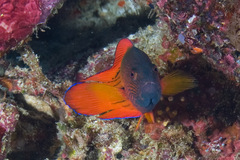 Labracinus cyclophthalmus