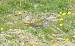 Chrysococcyx lucidus lucidus