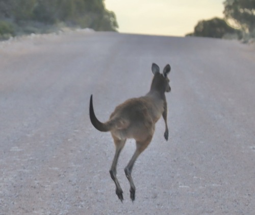 Mainland Western Grey Kangaroo