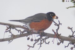 Turdus migratorius propinquus