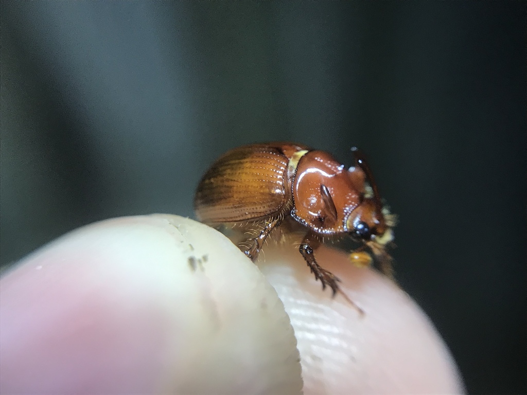 Odonteus thoracicornis
