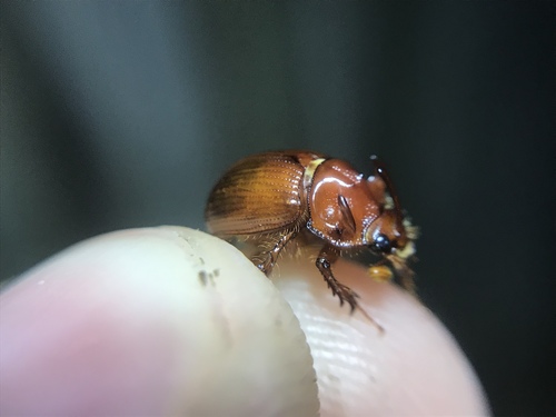 Odonteus thoracicornis
