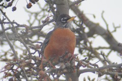 Turdus migratorius propinquus
