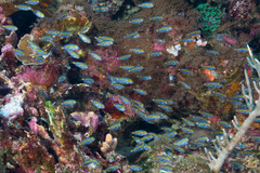 Acanthochromis polyacanthus