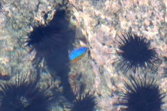 Microspathodon bairdii