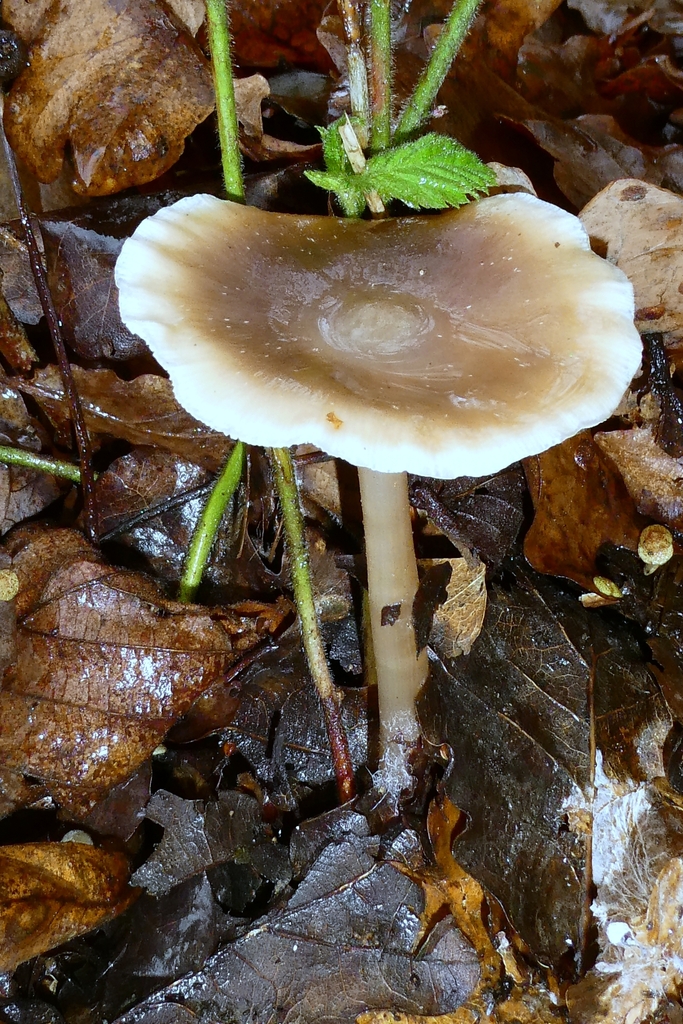 Rhodocollybia asema · December 2025 · photo: © patricklm35 (iNaturalist, cc0)
