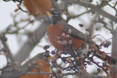 Turdus migratorius propinquus