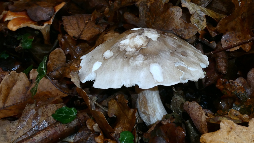 Clitocybe nebularis · December 2025 · photo: © patricklm35 (iNaturalist, cc0)