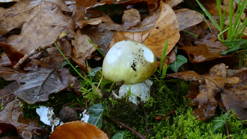 Amanita phalloides · December 2025 · photo: © patricklm35 (iNaturalist, cc0)