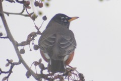 Turdus migratorius propinquus