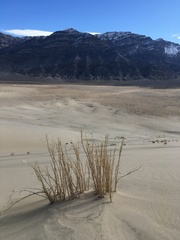 Swallenia alexandrae