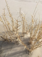 Swallenia alexandrae