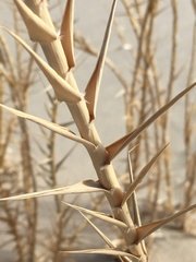 Swallenia alexandrae