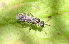 Hemihalictus