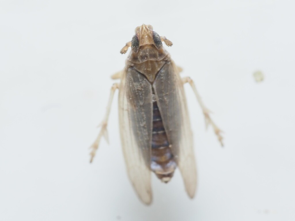 Planthopper