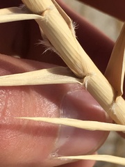 Swallenia alexandrae