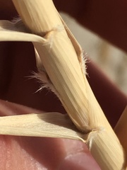 Swallenia alexandrae