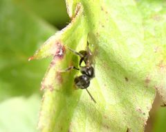 Hemihalictus