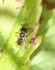 Hemihalictus