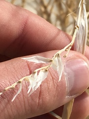 Swallenia alexandrae