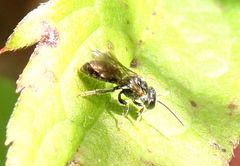 Hemihalictus