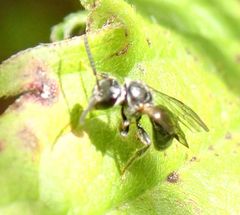 Hemihalictus