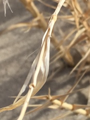 Swallenia alexandrae