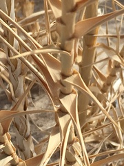 Swallenia alexandrae