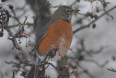 Turdus migratorius propinquus