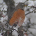 Western Robin - Photo (c) Sean Cozart, some rights reserved (CC BY-NC), uploaded by Sean Cozart