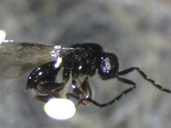 Megaspilidae