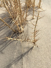 Swallenia alexandrae