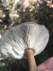 Melanoleuca cognata