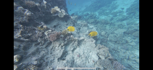 Chaetodon semilarvatus