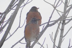 Turdus migratorius propinquus