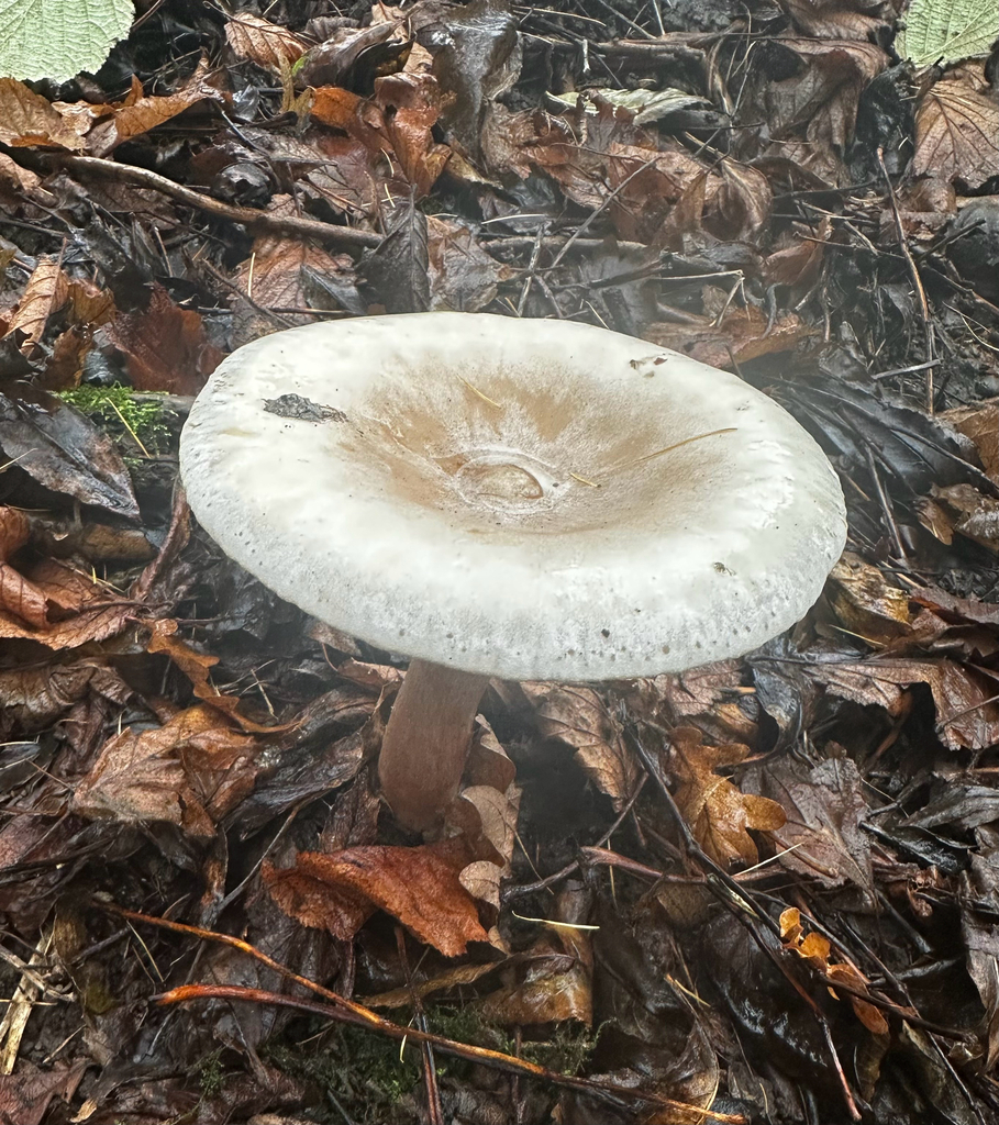 Infundibulicybe geotropa · December 2025 · photo: © sunrunner62 (iNaturalist, cc-by)