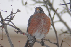 Turdus migratorius propinquus