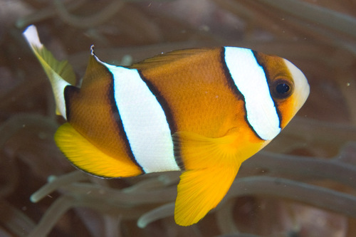 Clark's Anemonefish — seen at this dive site