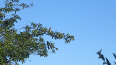 Pyrrhula owstoni