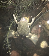 Xenopus muelleri